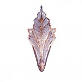 SL1311 BIARRITZ SCONCE